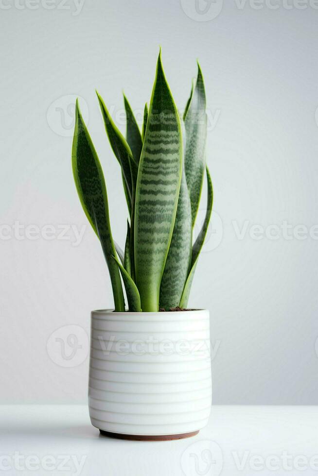 photo de ornemental plante dans minimaliste pot comme plante d'appartement pour Accueil décoration isolé sur blanc Contexte. génératif ai