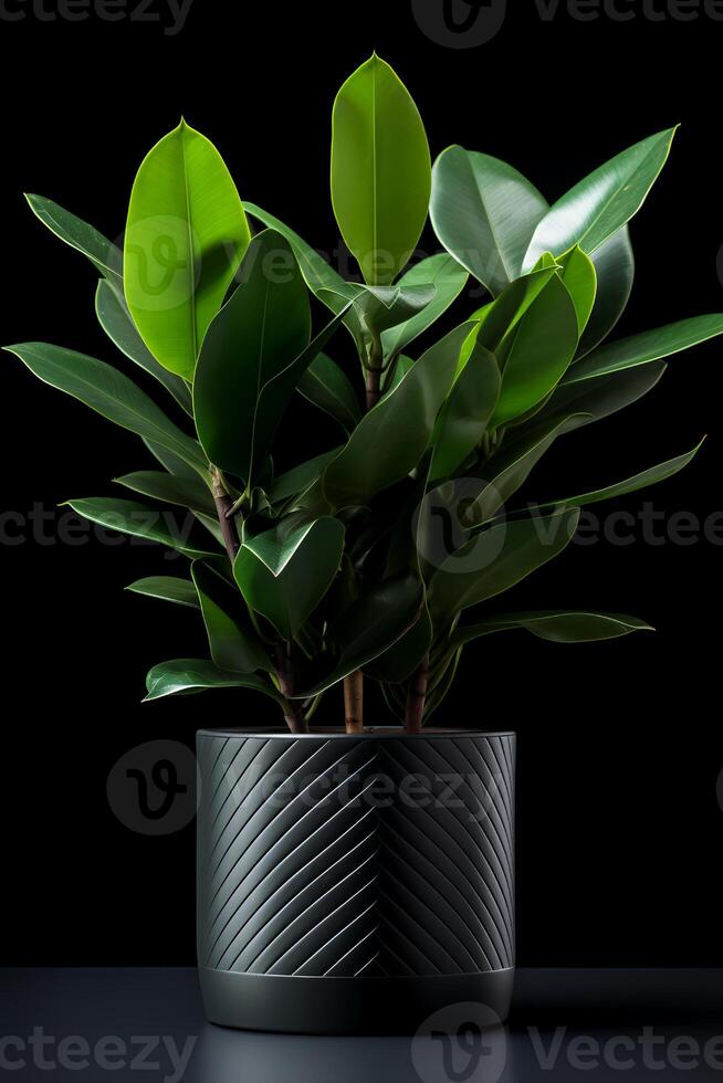 photo de zamioculcas zamiifolia dans minimaliste pot comme plante d'appartement pour Accueil décoration isolé sur blanc Contexte sur noir Contexte. génératif ai