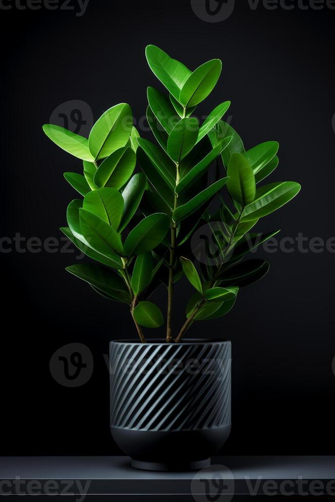 photo de zamioculcas zamiifolia dans minimaliste pot comme plante d'appartement pour Accueil décoration isolé sur blanc Contexte sur noir Contexte. génératif ai