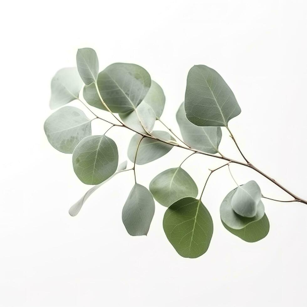 eucalyptus branche isolé sur blanc Contexte. plat poser, Haut voir. floral concept, produire ai photo