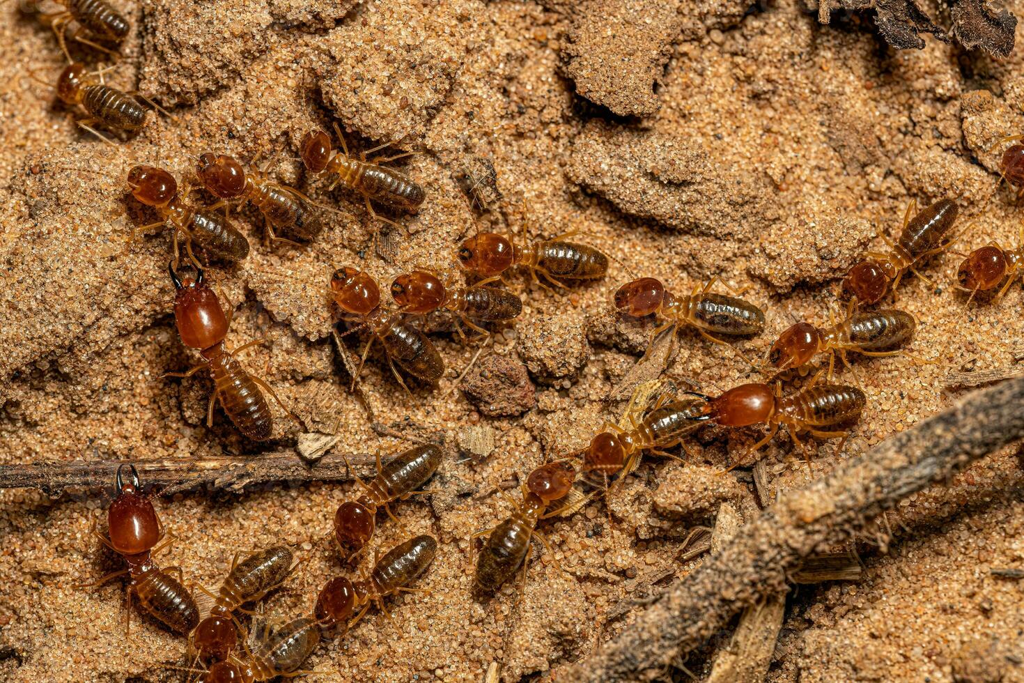 termites à museau adulte photo