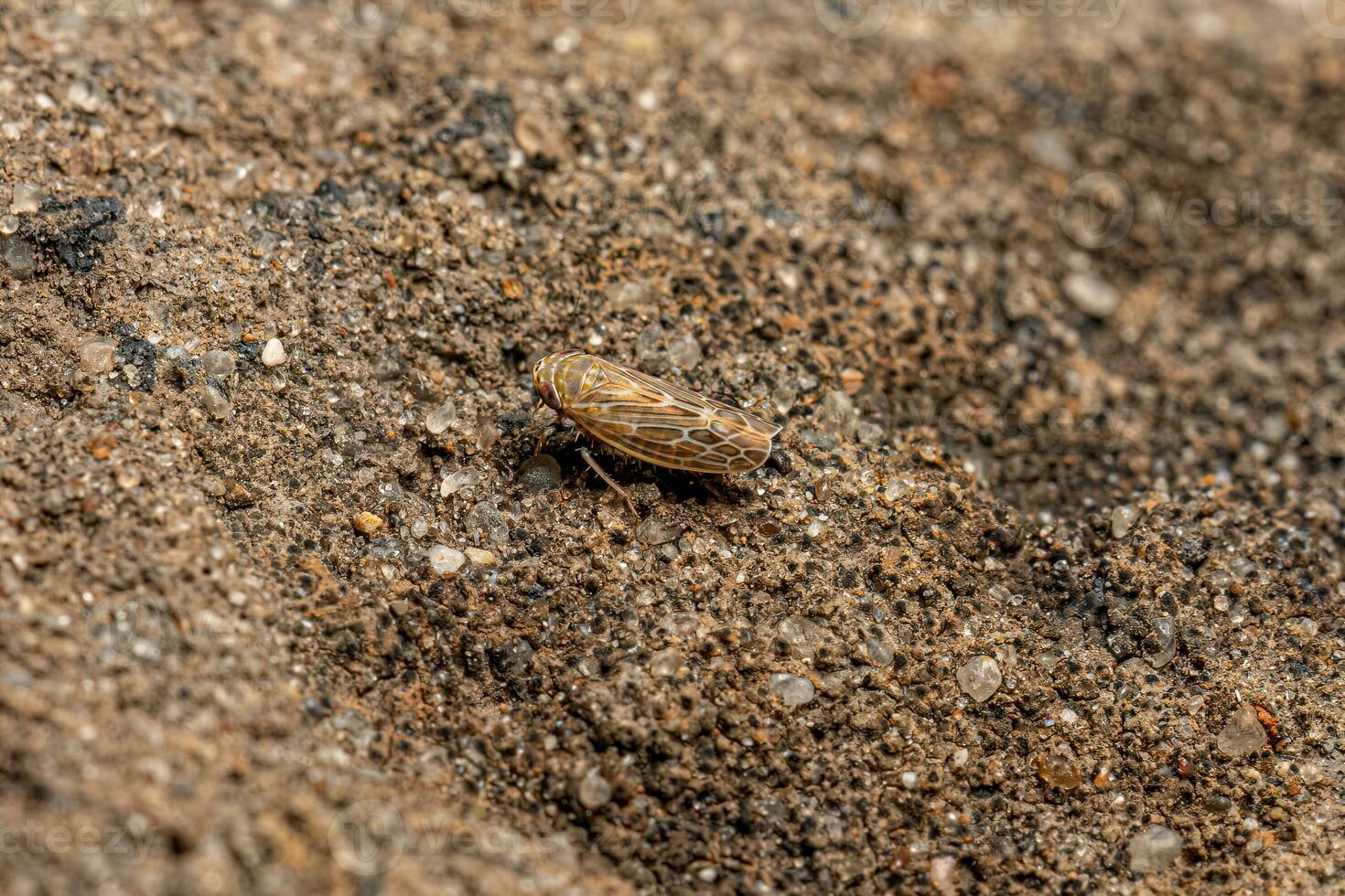 petite cicadelle adulte typique photo
