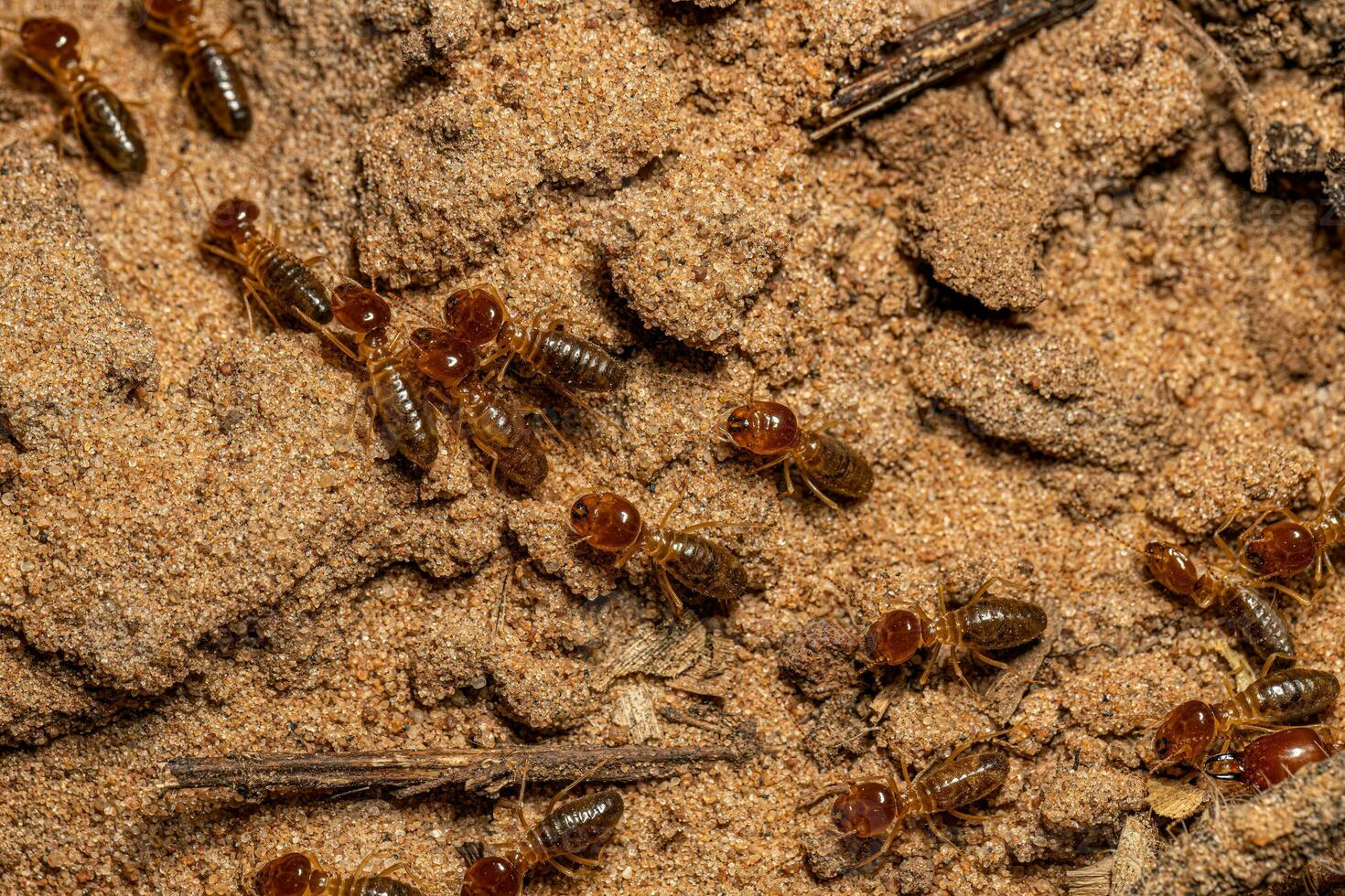 termites à museau adulte photo