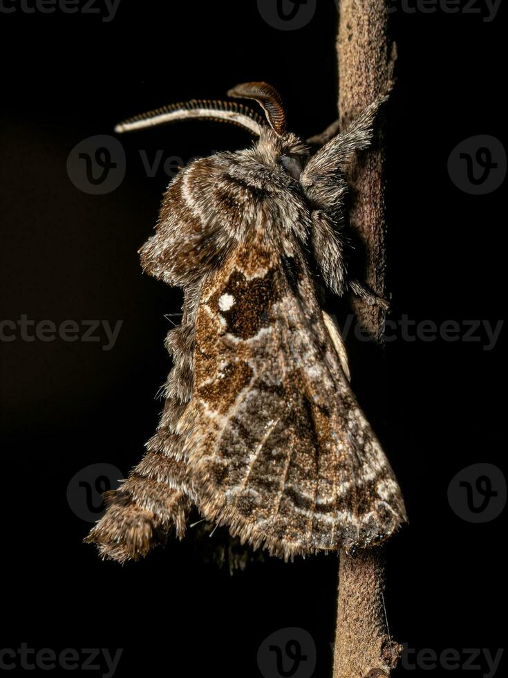 papillon charpentier adulte photo