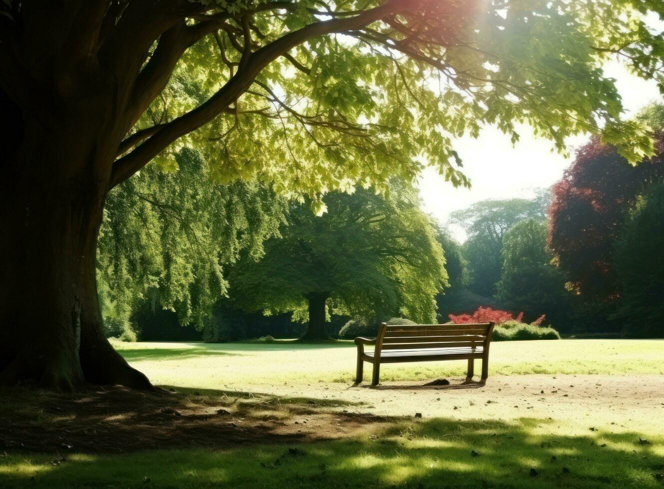 banc en dessous de une arbre dans Sydney parc photo