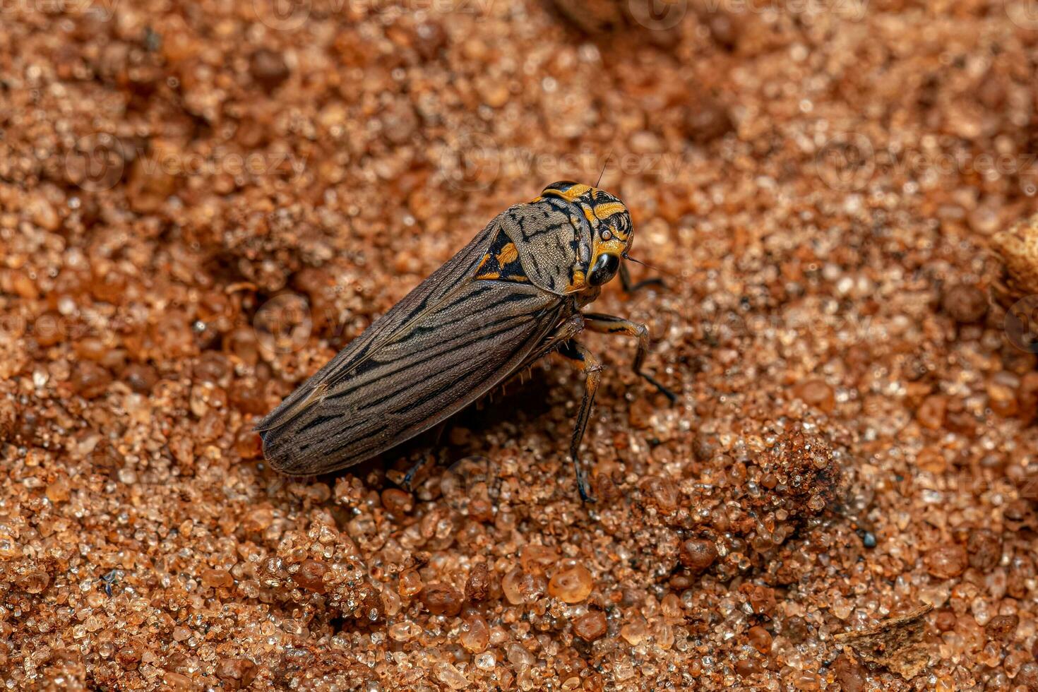 insecte tireur d'élite adulte photo