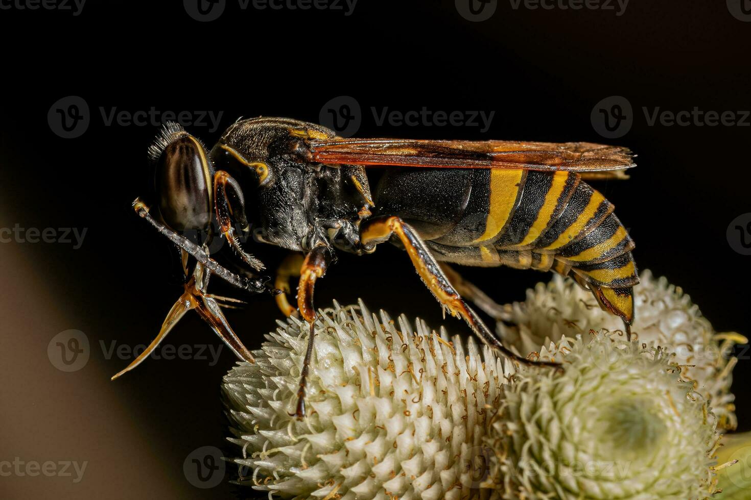 adulte guêpe insecte photo