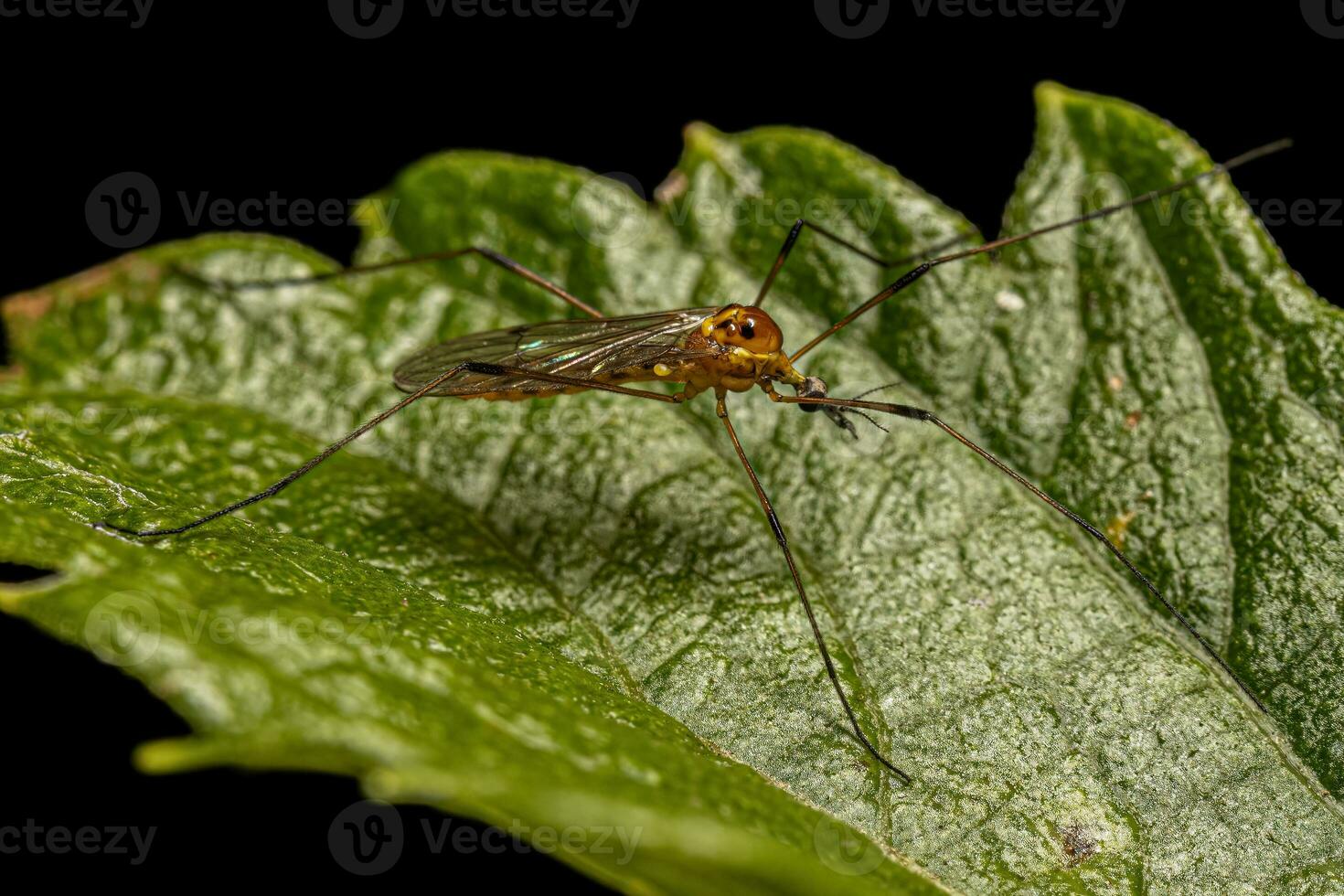 mouche de la grue limonide adulte photo