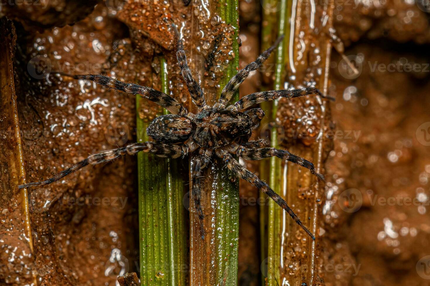 petite araignée-loup photo