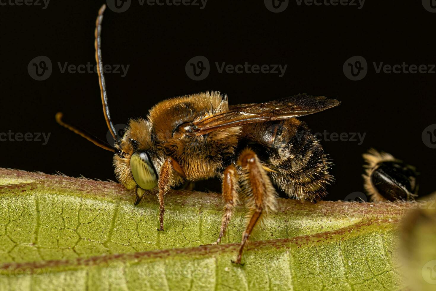 adulte longhorn abeille photo