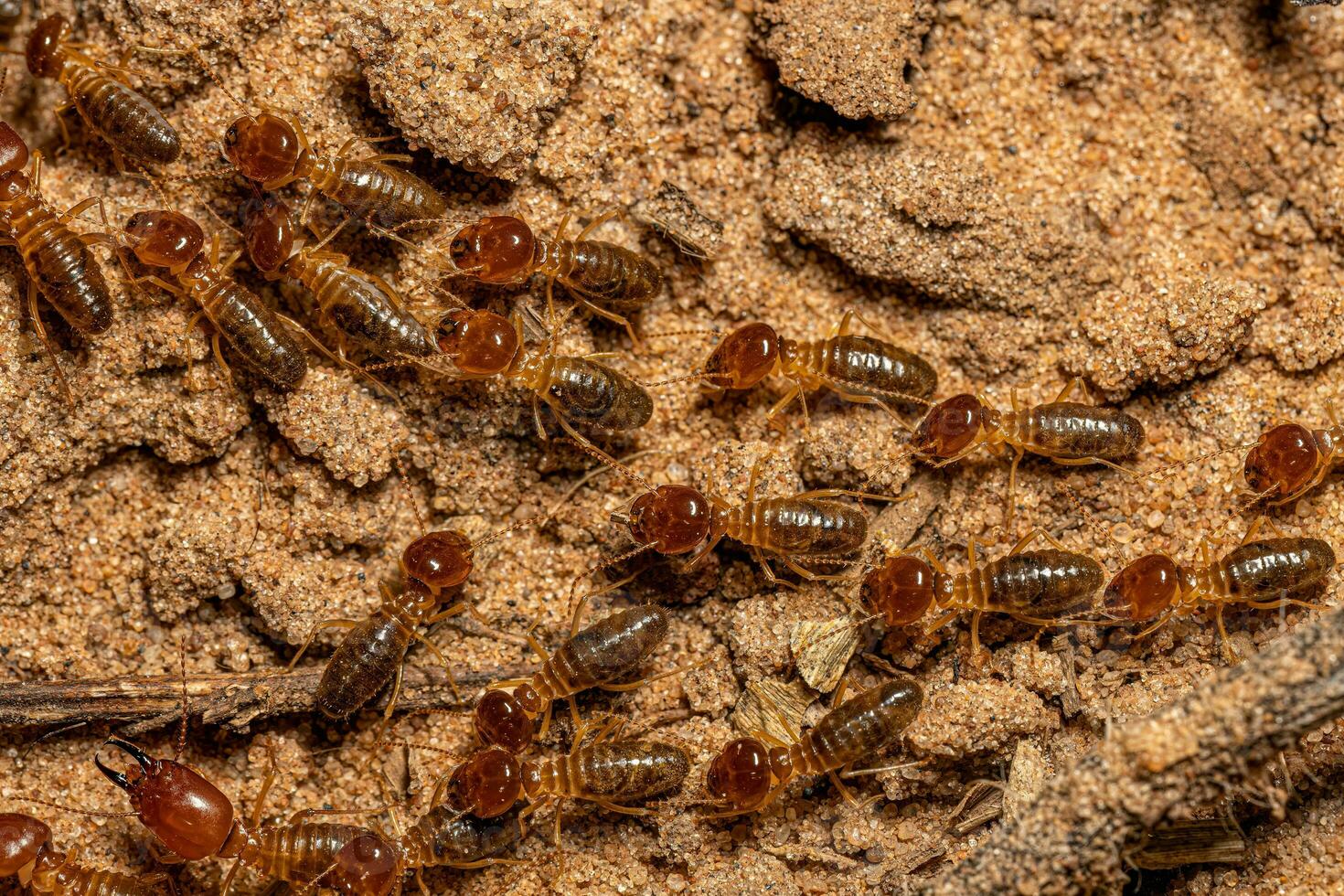 termites à museau adulte photo