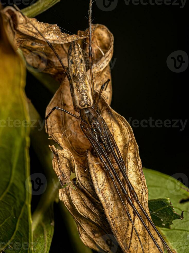 araignée orbweaver à longue mâchoire adulte photo