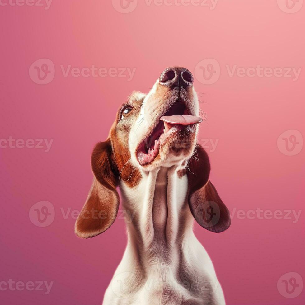 génératif ai, portrait de une content chien à la recherche à le caméra avec bouche ouvert sur rose Contexte photo