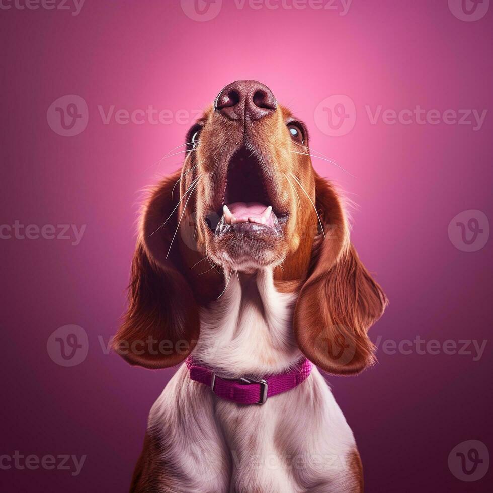 génératif ai, portrait de une content chien à la recherche à le caméra avec bouche ouvert sur rose Contexte photo