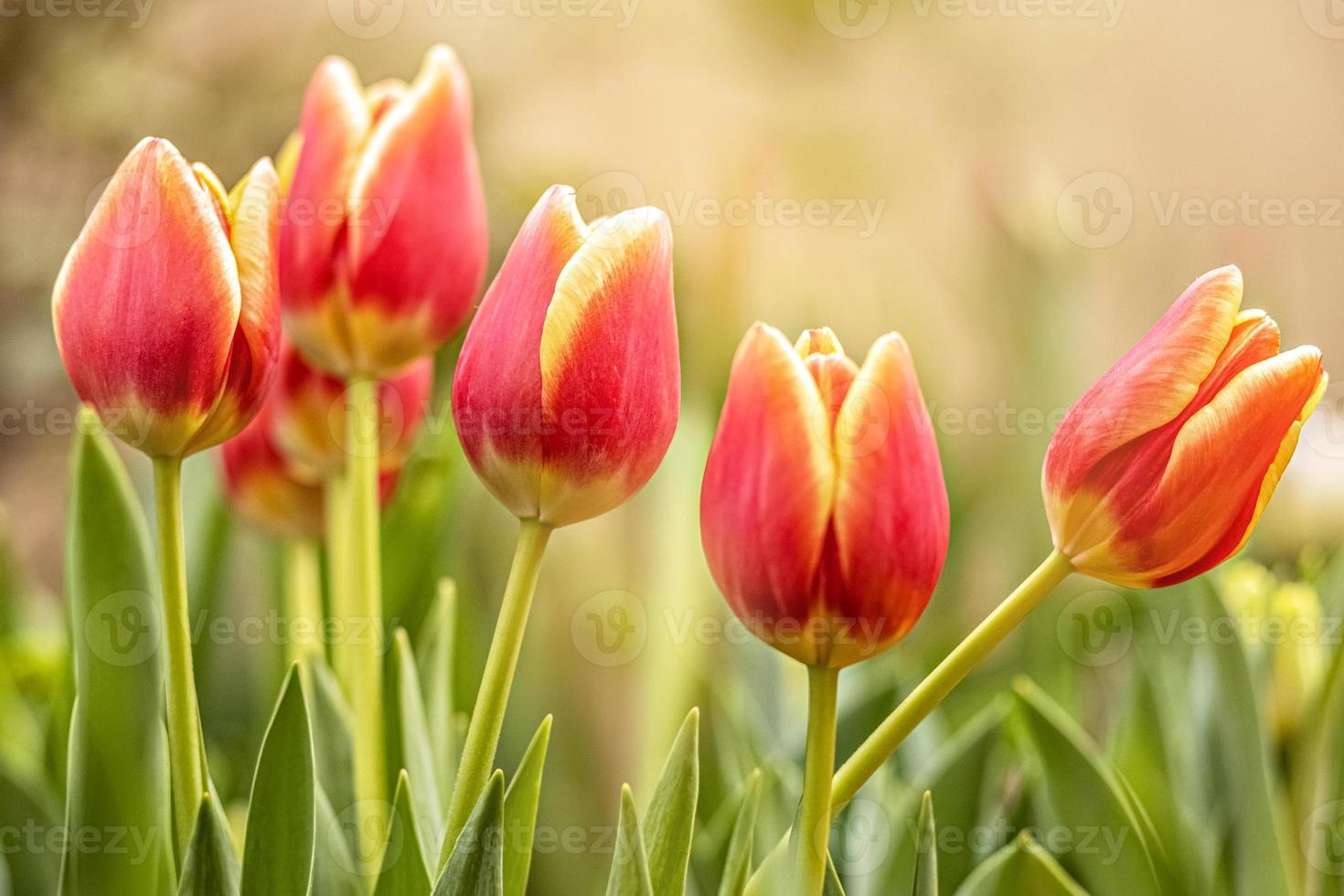 tulipes rouges sur un parterre de fleurs dans le jardin. printemps. floraison.sunset photo