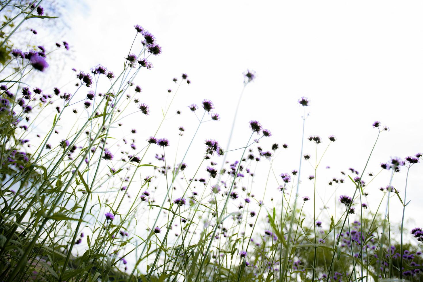 violet de fleur de tête dans le champ au ciel. photo