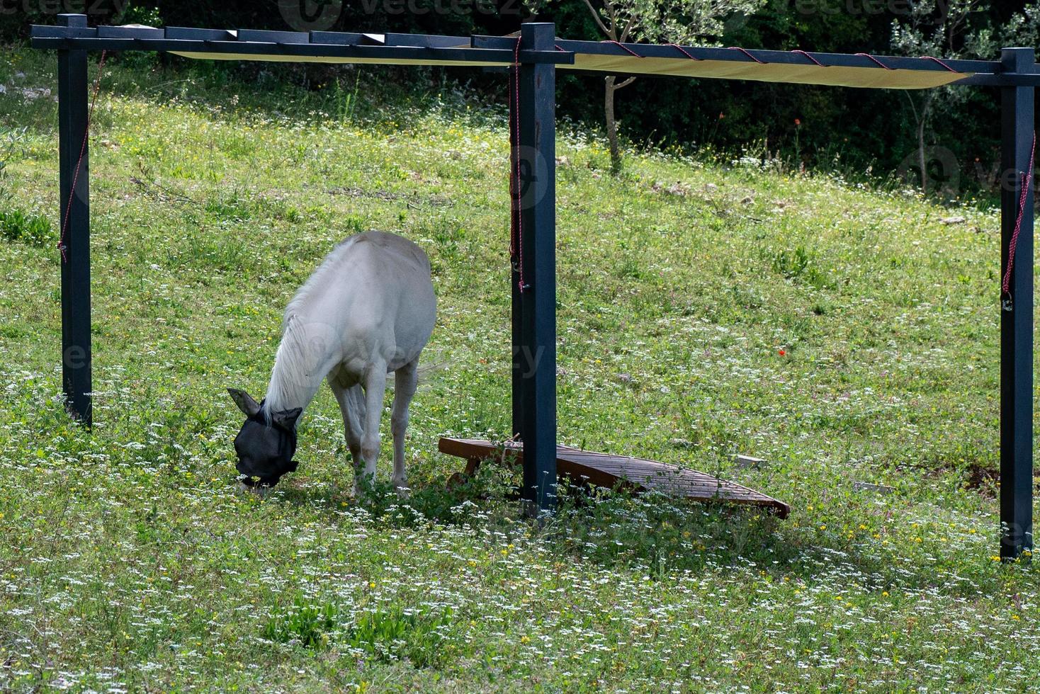 le cheval au pâturage photo