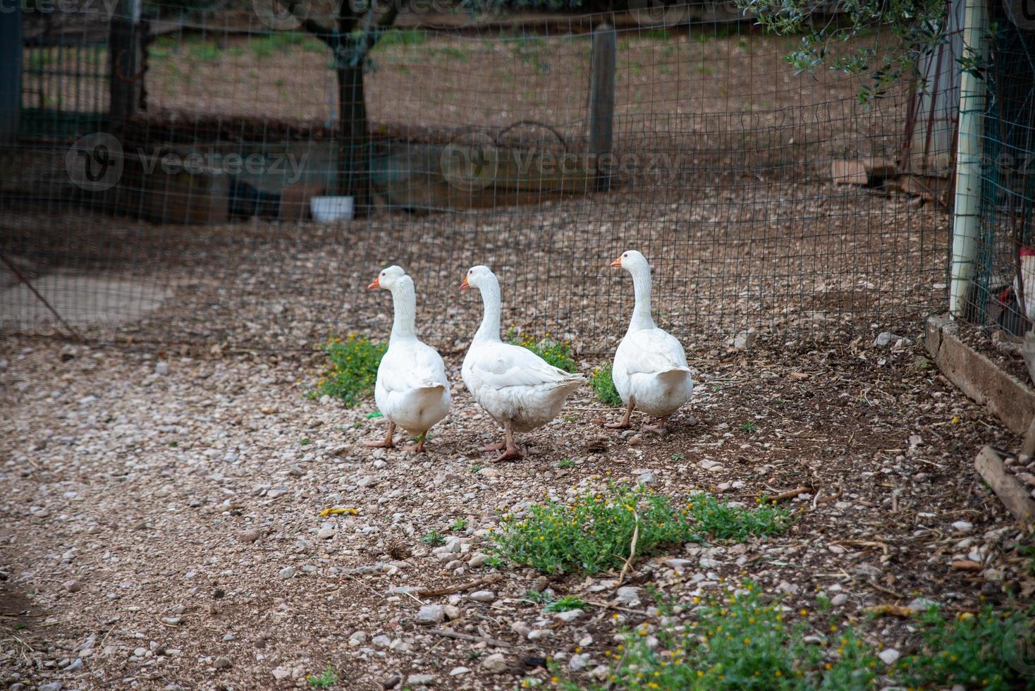 les oies blanches photo