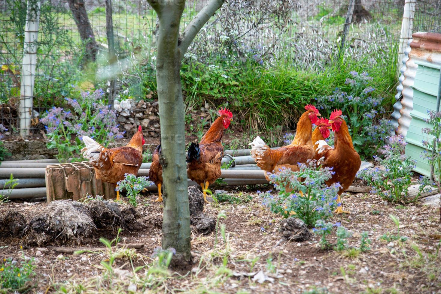 les poulets d'élevage photo