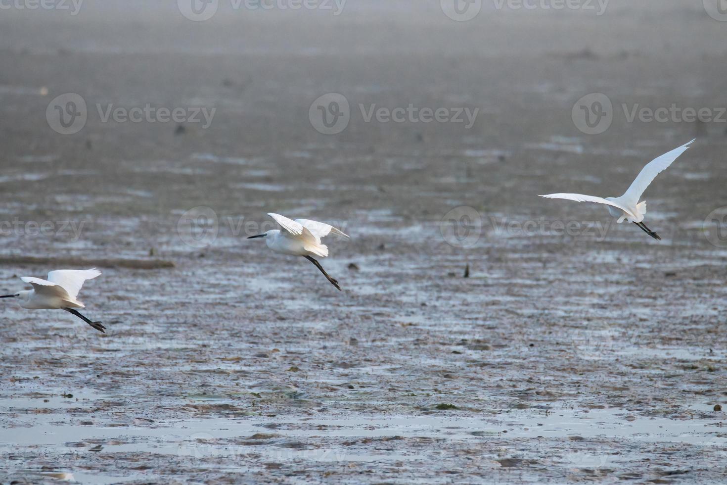 oiseau aigrette blanche sur le lac photo