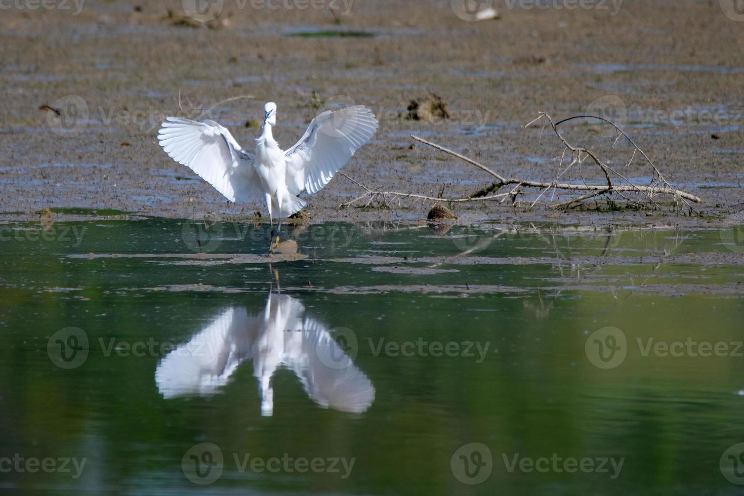 oiseau aigrette blanche sur le lac photo