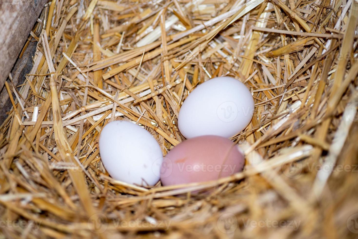 oeufs fraîchement nourris photo