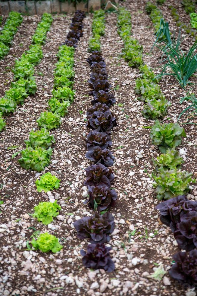 la plantation de salades photo