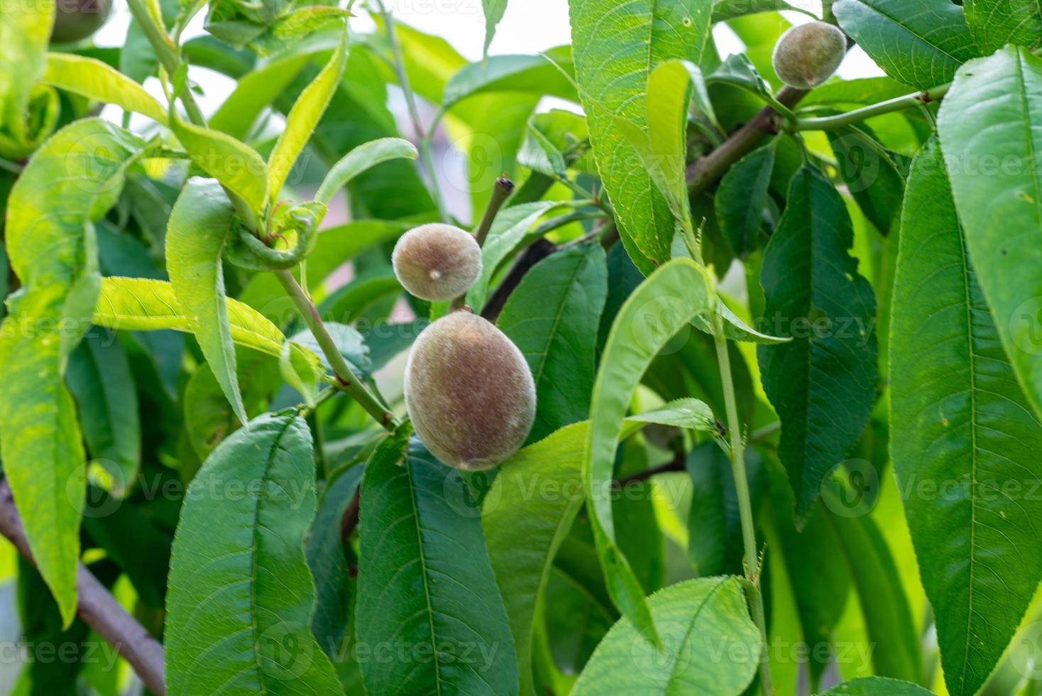 les amandes photo