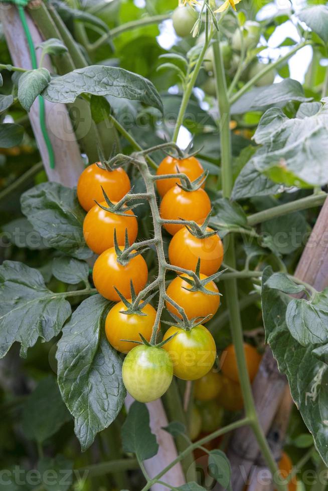 tomates à usage alimentaire pendant la croissance photo