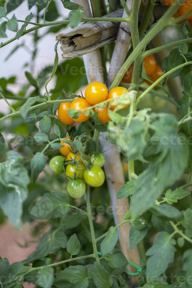 tomates cerises sur la plante en croissance photo