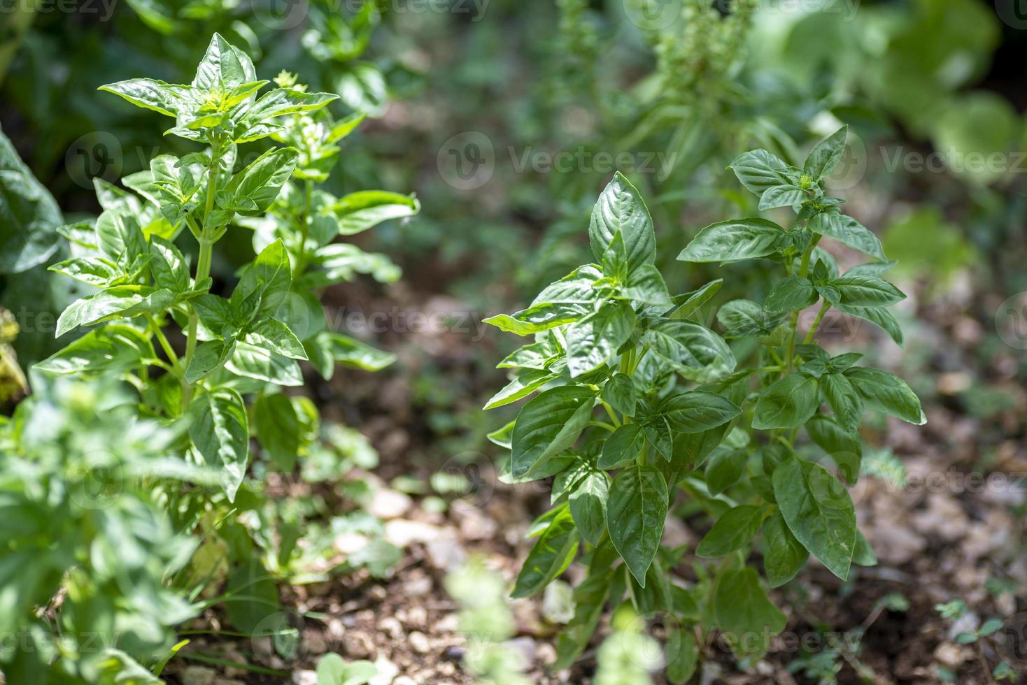 plante de basilic pour assaisonnements alimentaires photo