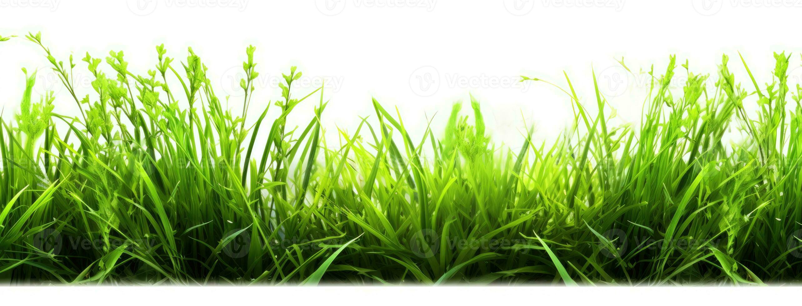 vert herbe avec blanc Contexte. génératif ai photo