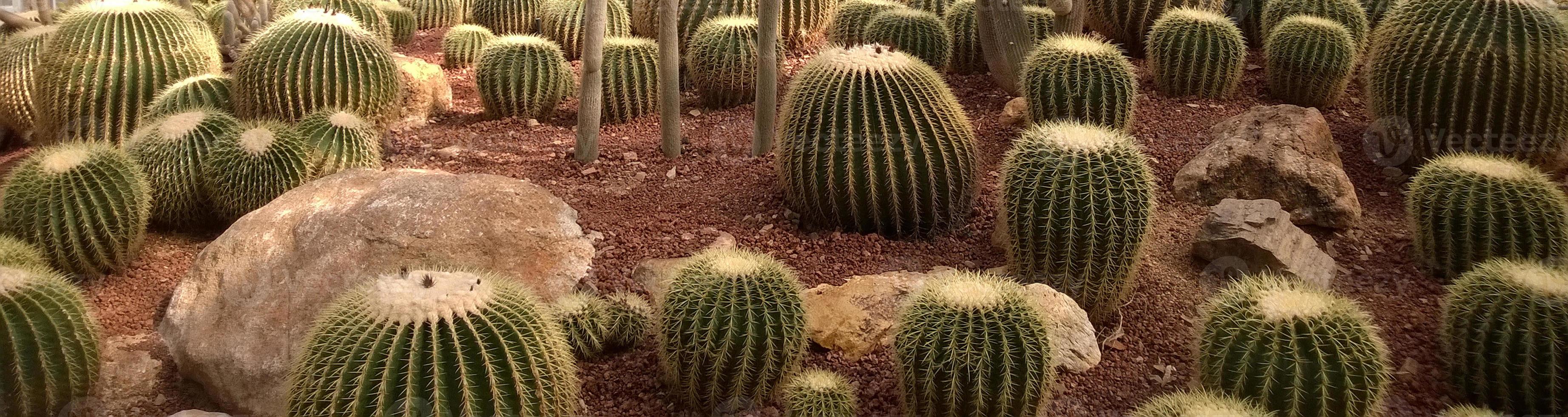 les groupes de cactus dans le parc du désert. photo