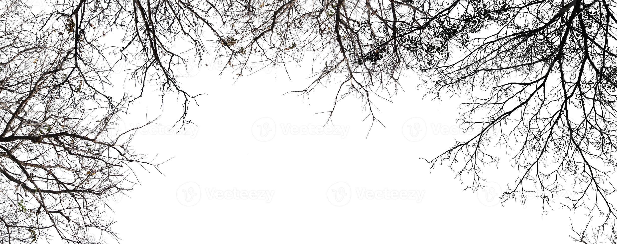 arbre isolé sur fond blanc photo