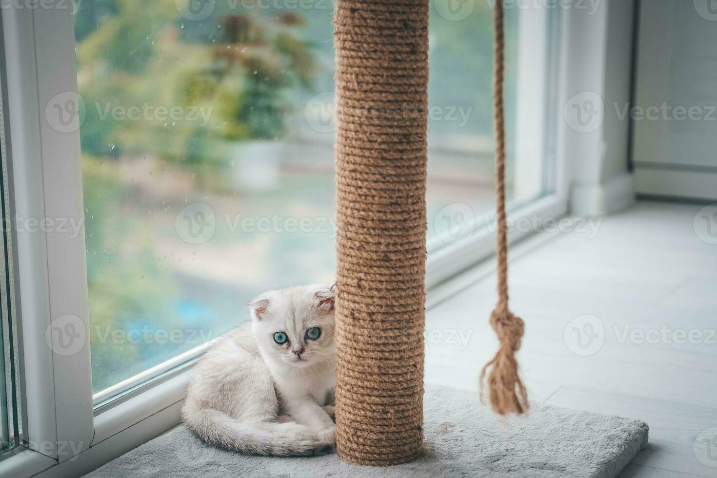 proche en haut de une mignonne Écossais plier chaton en jouant avec une scratch poste. chat en jouant avec une corde sur une chat rayure supporter photo