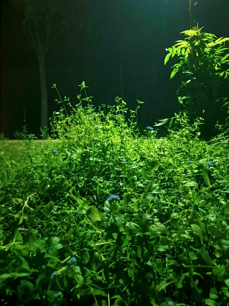 sauvage les plantes en dessous de le lumières photo pris à nuit