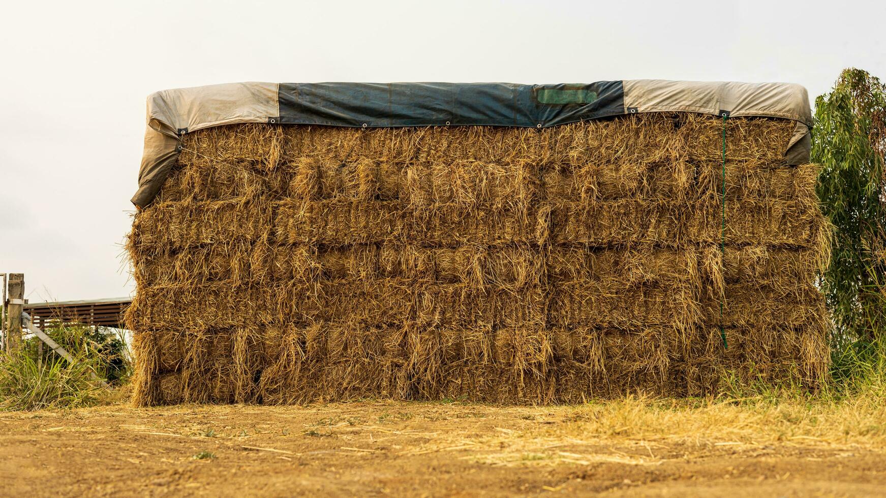 une faible angle voir. des tas de paille balles pris de le récolté riz des champs empilés. photo