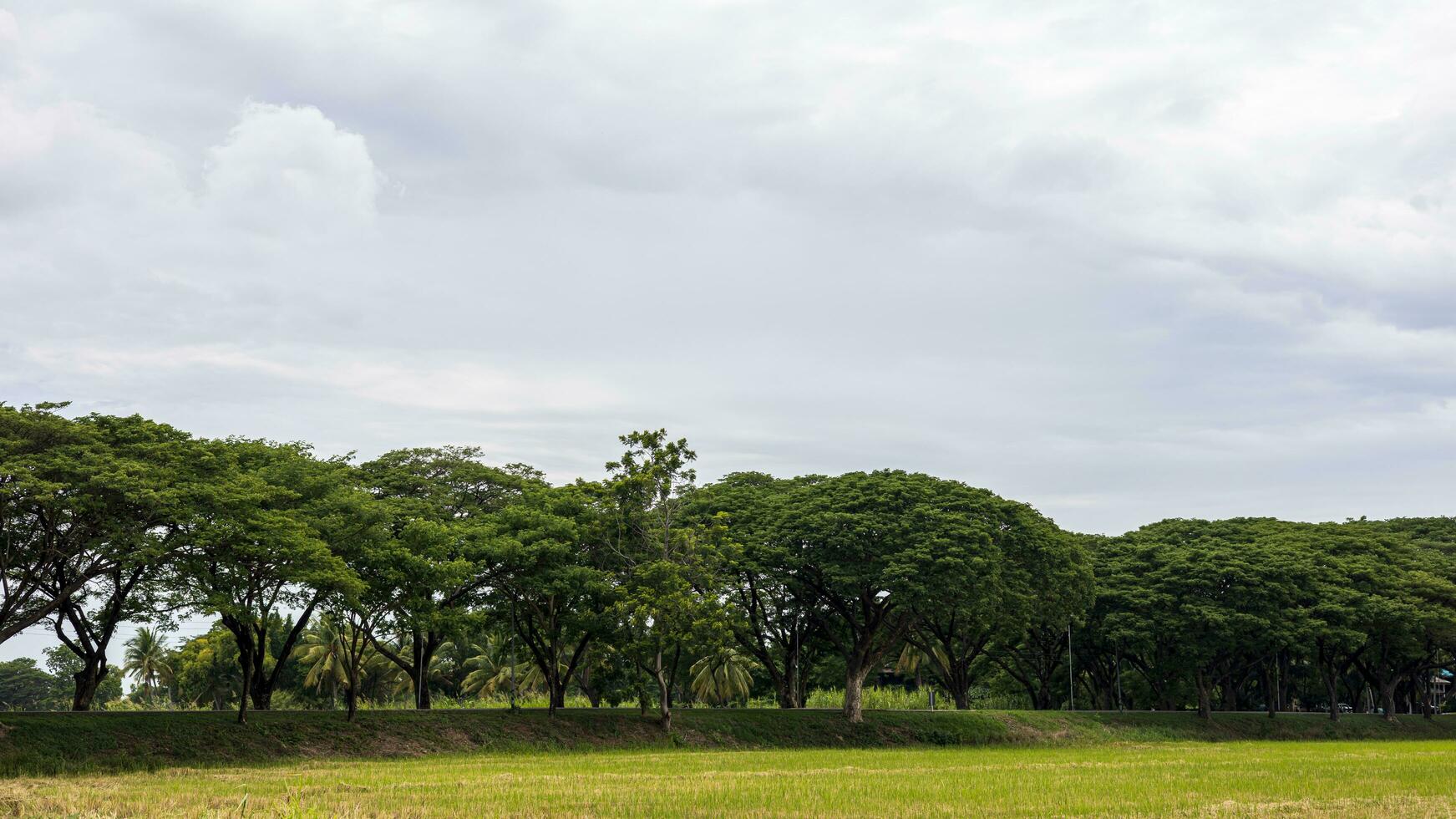 vues de grand des arbres élongation à ombre le côté de le route. photo