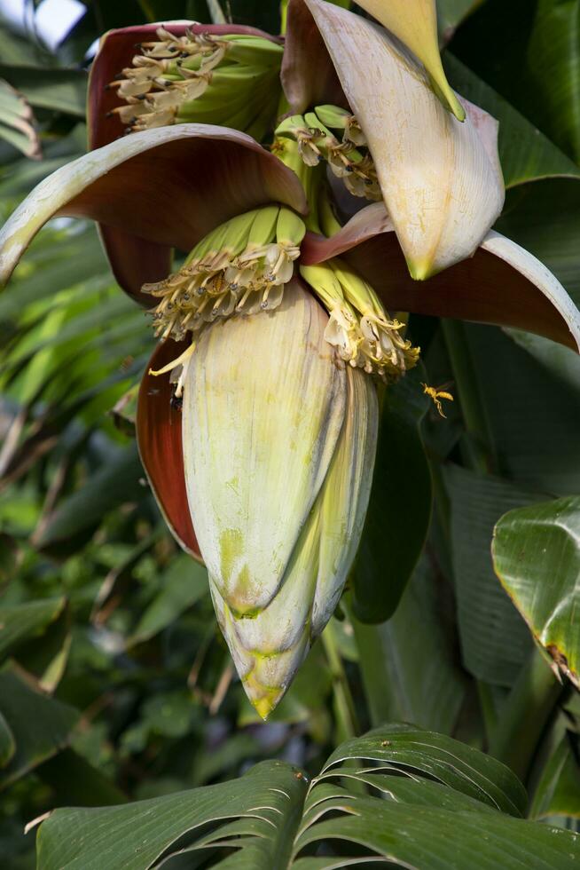 fleur banane fleur est une en bonne santé nutrition légume sur le jardin arbre photo