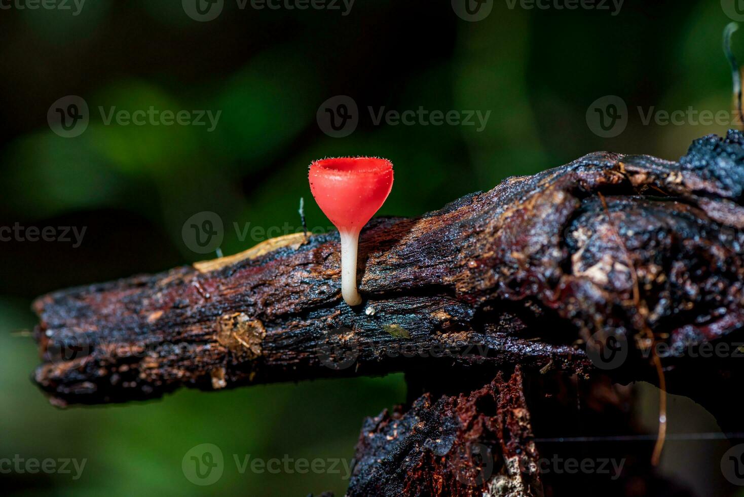 Champagne champignon, rose brûler tasse ou champignons tasse sur pourriture bois dans forêt. photo