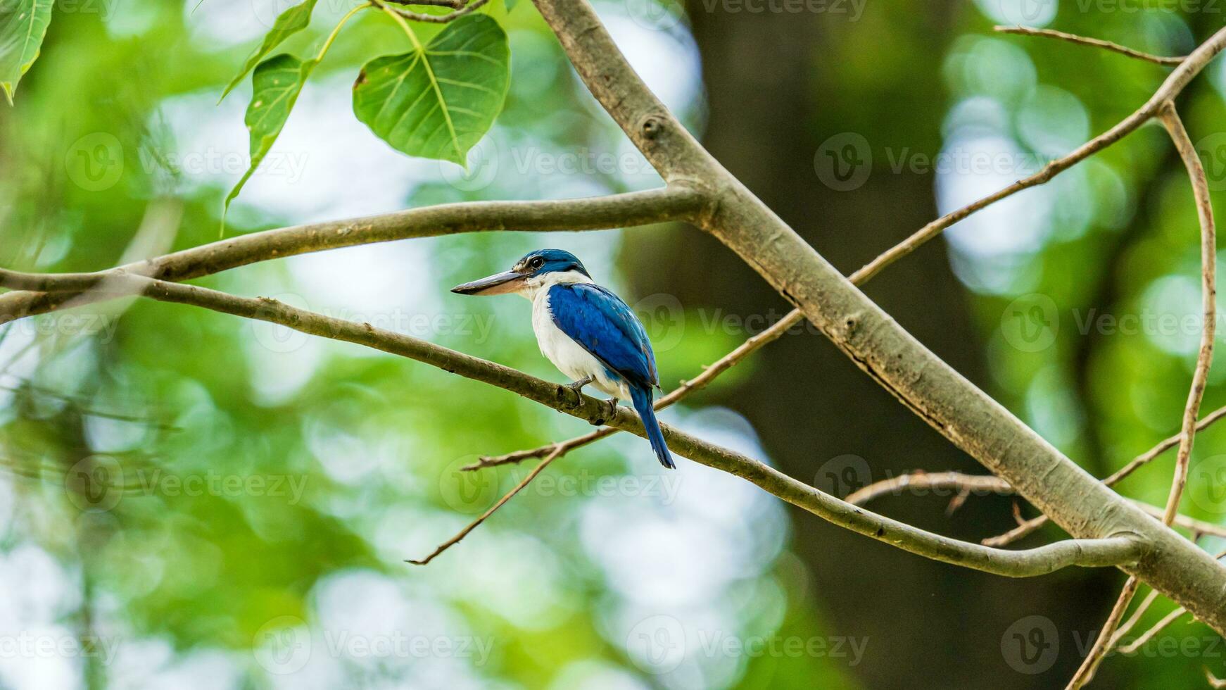 collier martin-pêcheur perché sur arbre photo