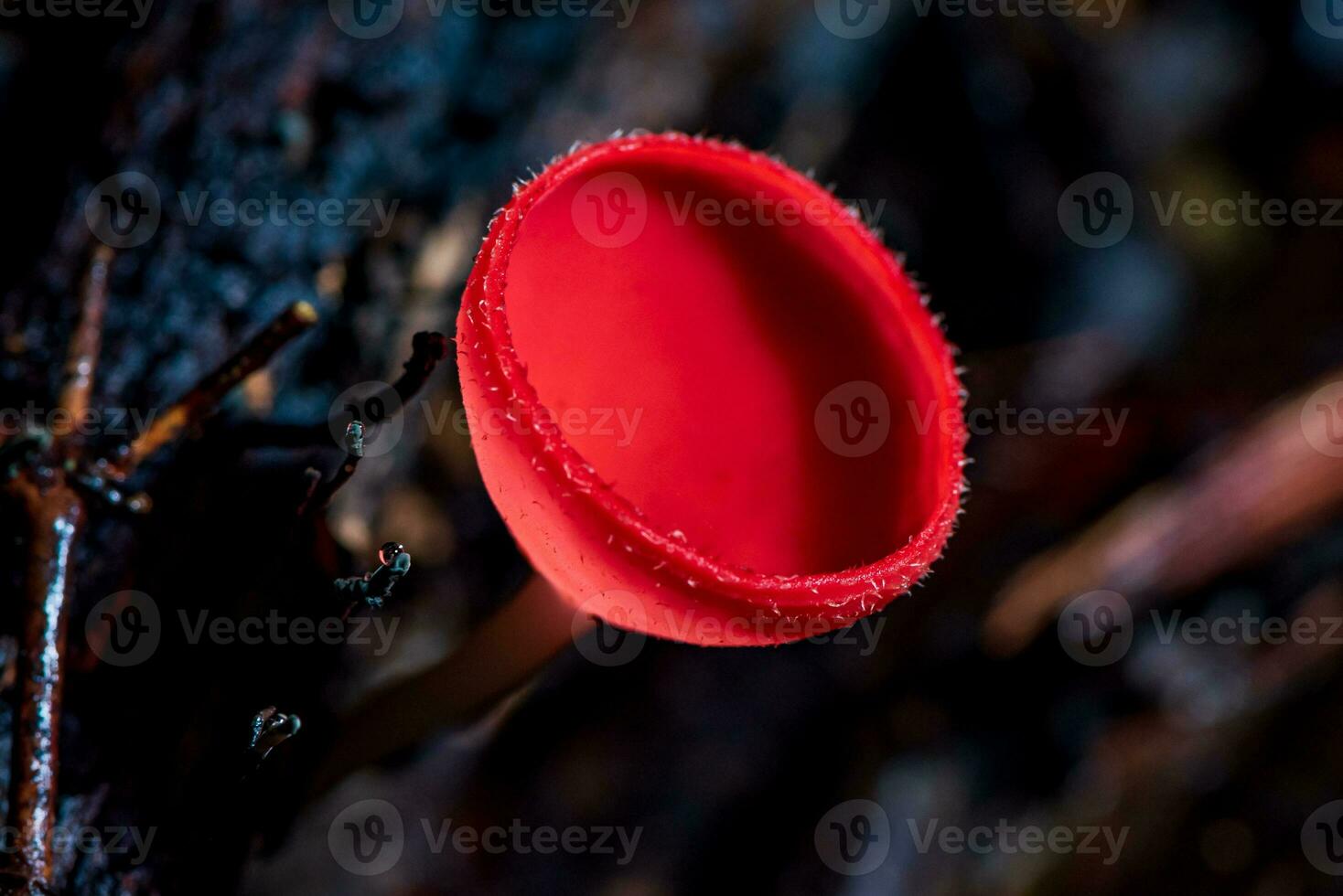 Champagne champignon, rose brûler tasse ou champignons tasse sur pourriture bois dans forêt. photo