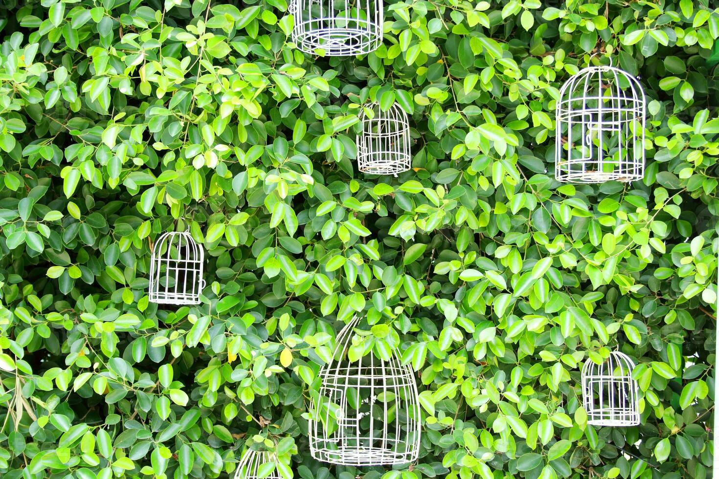 petit blanc peint cage pendaison sur plante mur. photo