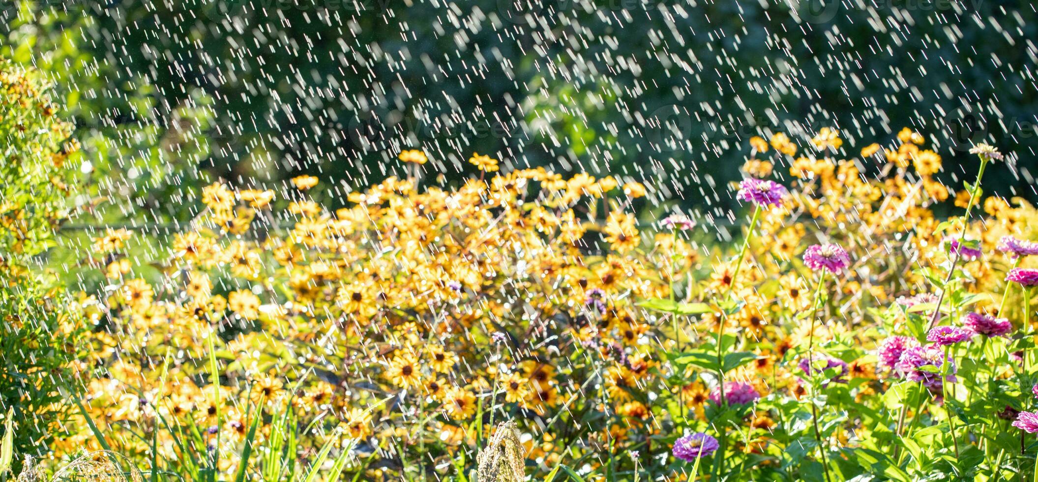 floral bannière. mouvement brouiller de épanouissement fleur lit dans oblique il pleut dans ensoleillé journée. photo