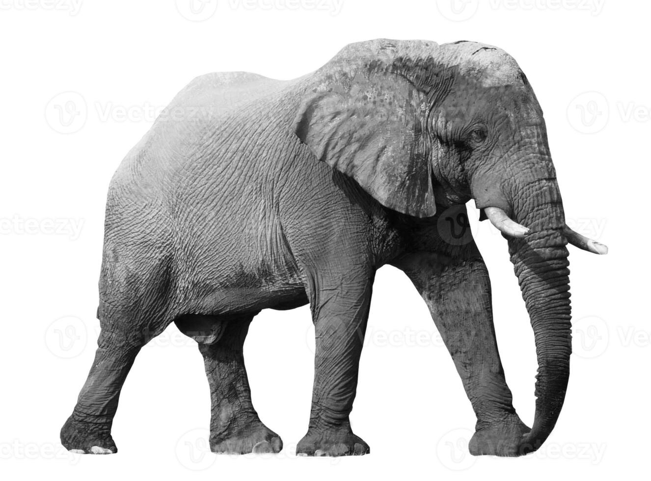 noir et blanc portrait de un africain l'éléphant sur une blanc Contexte. sauvage animal photo