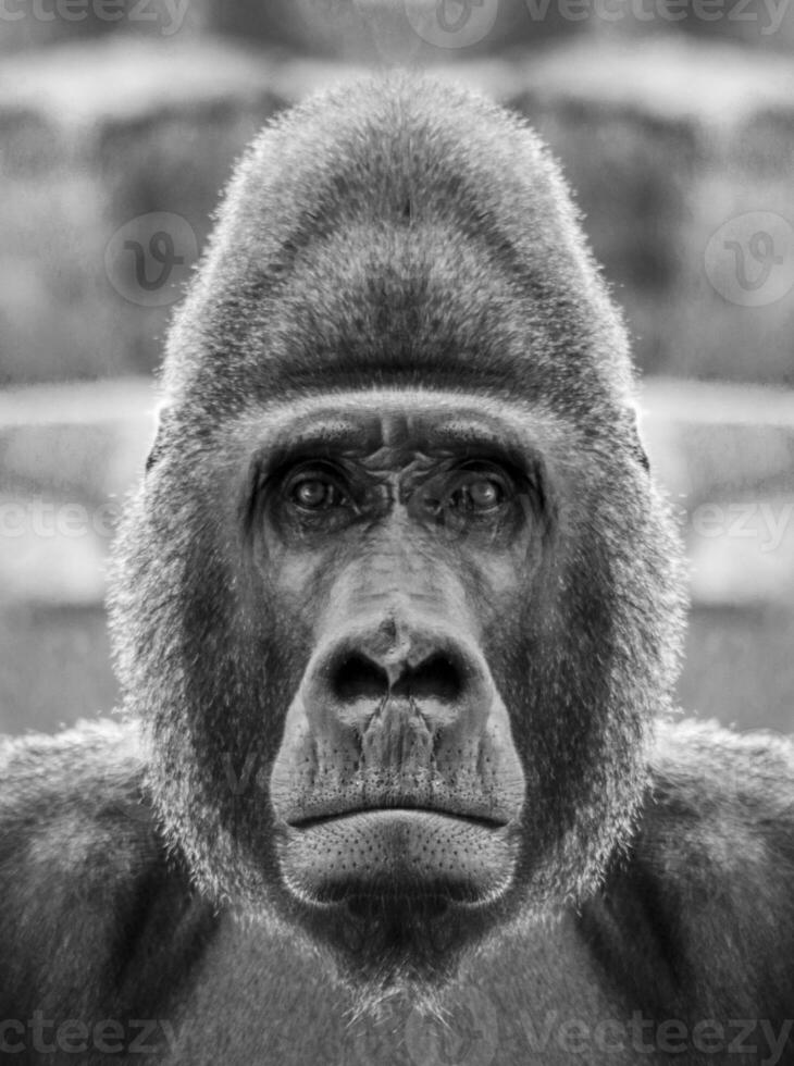 une magnifique noir et blanc portrait de une singe à proche intervalle cette regards à le caméra. gorille photo