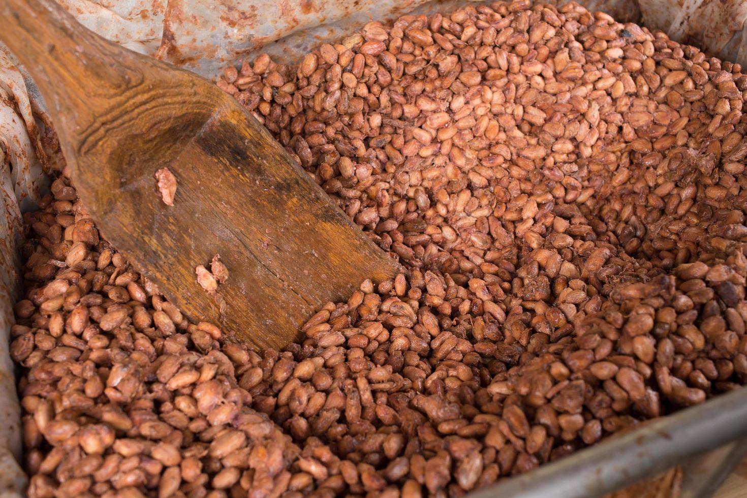 fèves de cacao fermentées et fraîches se trouvant dans la boîte en bois photo