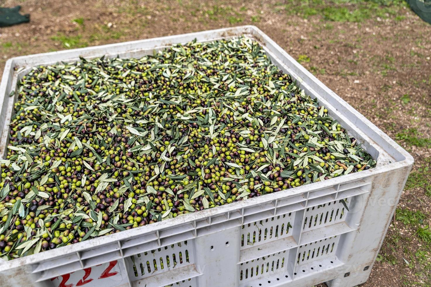 olive fraîchement récoltée déposée dans la boîte photo