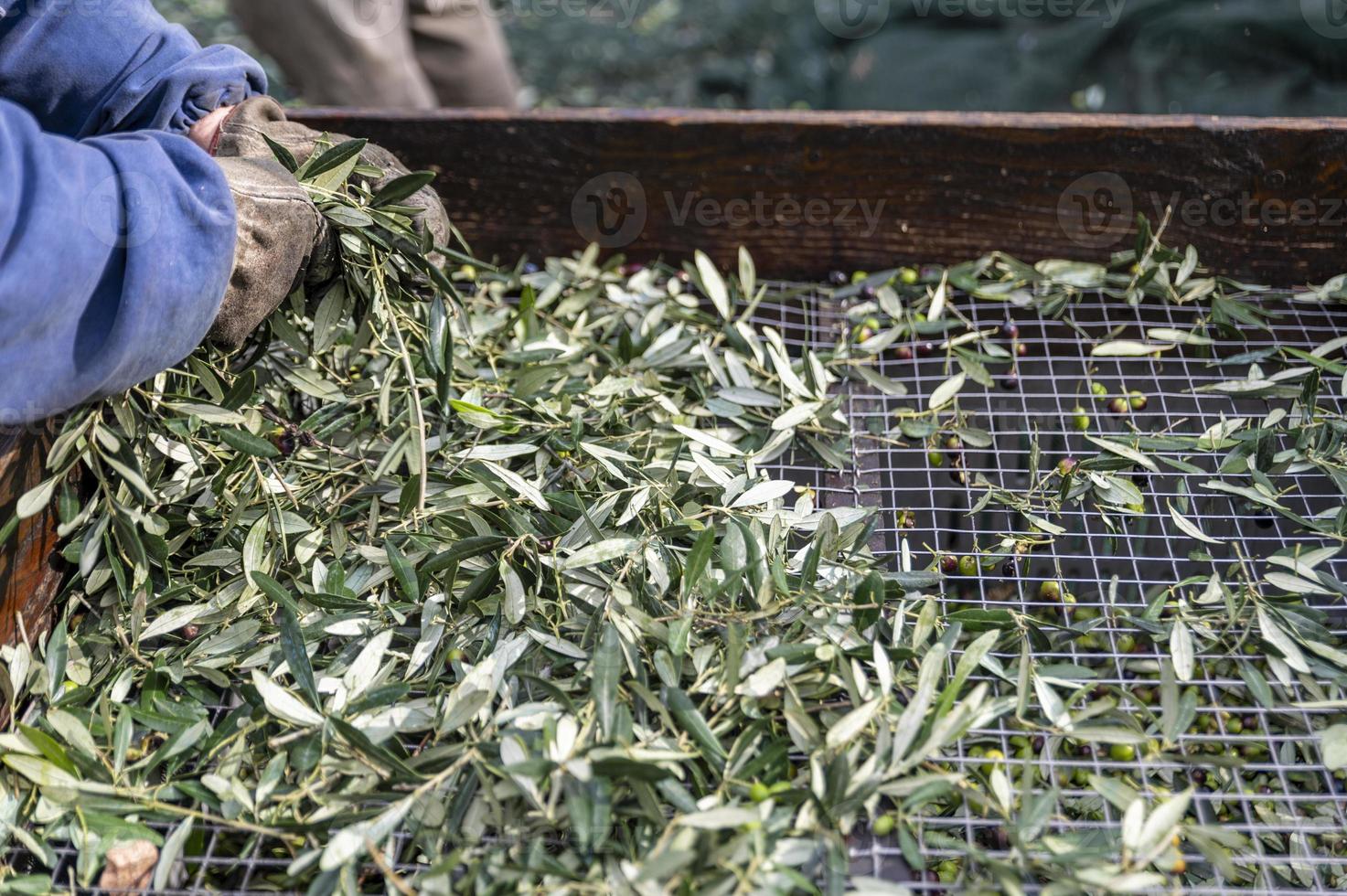 capatura d'olive des feuilles avec passino photo