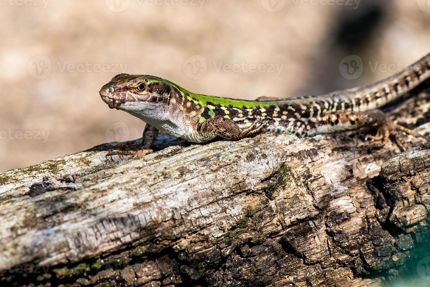 lézard au soleil photo